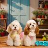 契岛萌宠犬舍