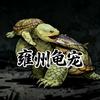 雍州龟宠