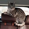 哆哆是只喵🐱