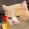 玫瑰猫