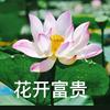 流光短剧