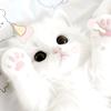 猫爪