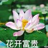 馫鱻星辰