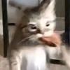偷吃东西的小猫