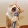 小猫爱唱歌