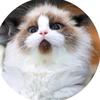 猫叔啥都看