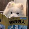 精辟小男人