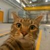 RabbitCat