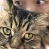 金鱼猪