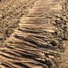 小王讲山药
