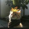 胖猫爱追剧