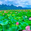 花自飘零水自流