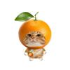 橘子猫头