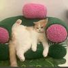 懒懒猫咪