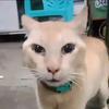 丑橘（老吴∽）猫然