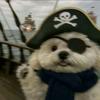 阿犬解说（三角洲行动）