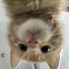 香煎芦笋