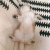 高聪养猫科普