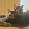 黏黏小猫