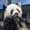 闲芳小草