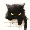 橘猫橙