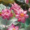 花开富贵1314