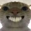 猫meme小笨蛋