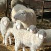 小慧聊羊🐏