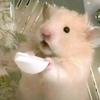 晚风画屿