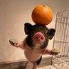 猪🐷