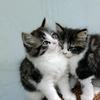 萌猫日记