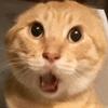 猫meme小剧场