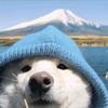 狗狗侠