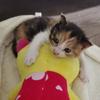 养猫日记