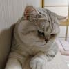 老海子