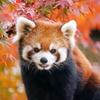 荧火永恒