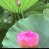 花花好物舍