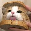 猫谷米