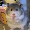 玉米旺旺🐹（上学版）