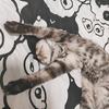 翻炒新鲜猫屎
