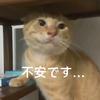 耄耋游戏测评工作室