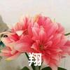 难忘的翔