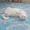平价养猫小馆