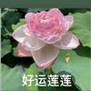 好运帘帘
