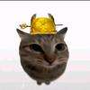 小猫老弟fan