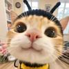 困困猫🐈