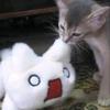 小猫的礼物