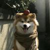 一只锦李