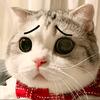 大猫咪（三角洲行动）