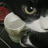 胡思乱画的猫